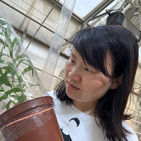 Kvinna tittar på planta.