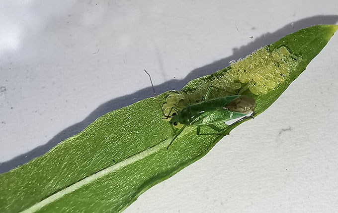 Green insect.