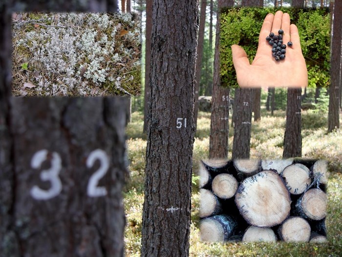 Timber, bilberry, lichen and trees.