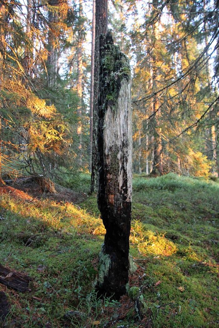 Burning forest.