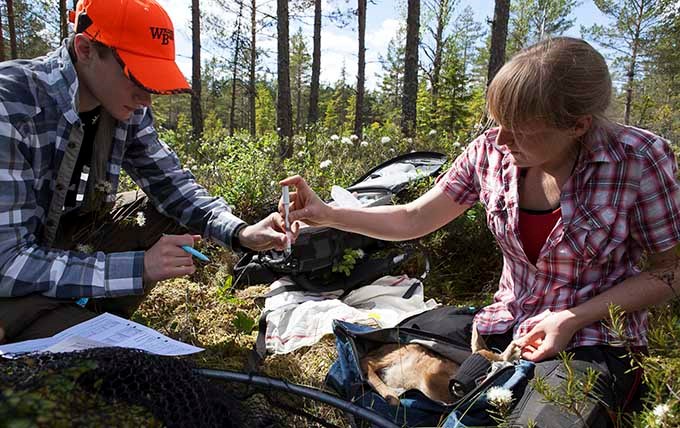 En man och en kvinna tar prover på ett rådjur som ligger i en väska.
