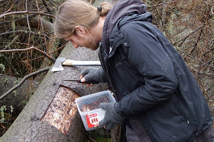 Man is cutting pieces of wood from a tree.