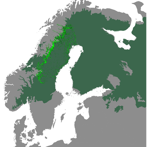 Map with a light green belt from the middle of Sweden and up to the north. 