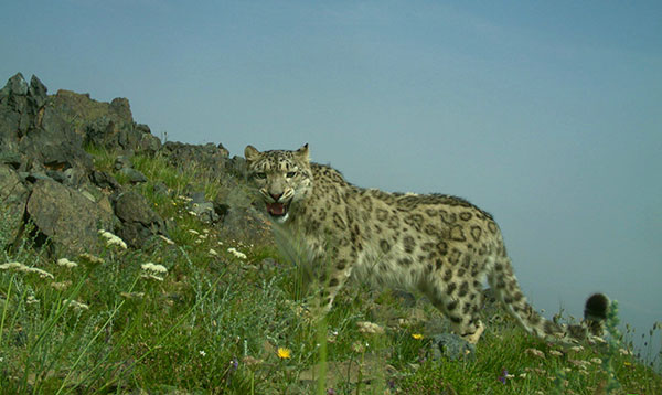 Snöleopard på blommande äng.