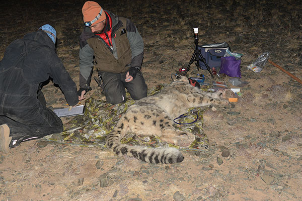 Örjan Johansson (orange luva) och hans kollega Gustaf Samelius under märkning av en snöleopard.  Foto: Snow Leopard Trust