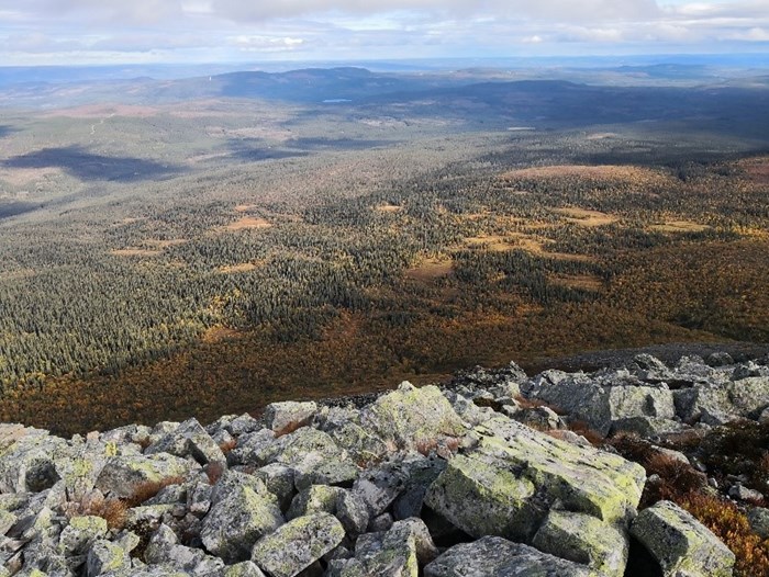 View of mountain forest.