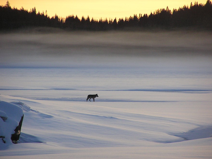 Varg går över snön.