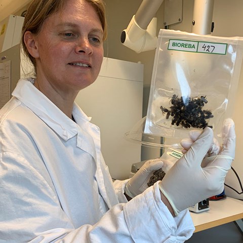 Woman holding a bag containing bees.