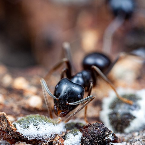 Vacker myra