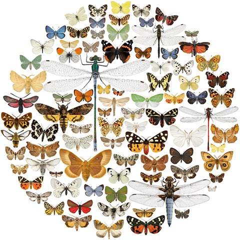 Många fjärilar med olika fjärilar och former