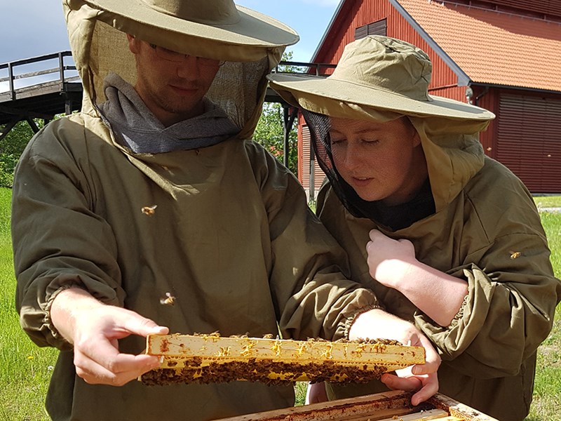 Two student in bee overall are studying a bee hive. Photo.