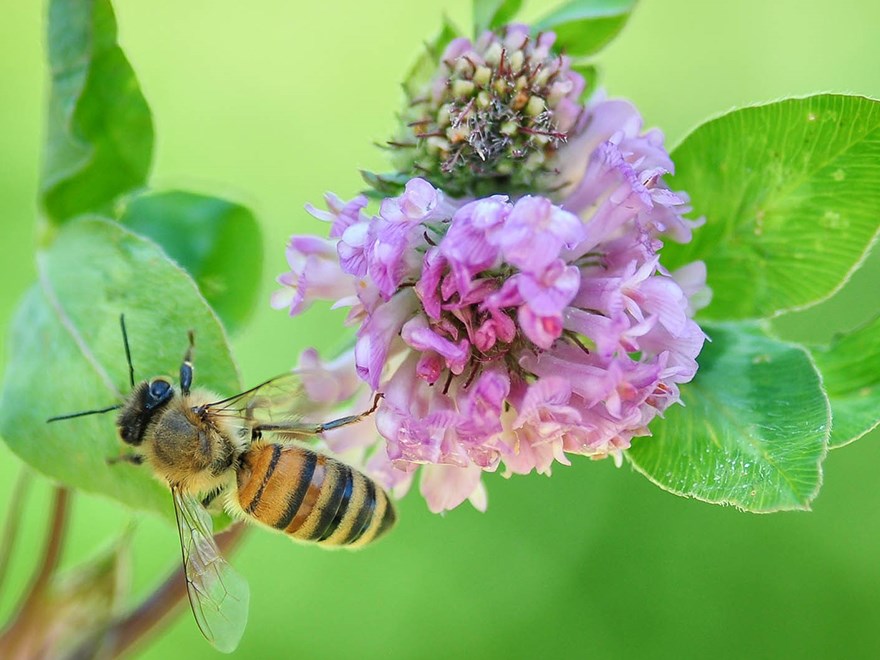 Honungsbi på blomma