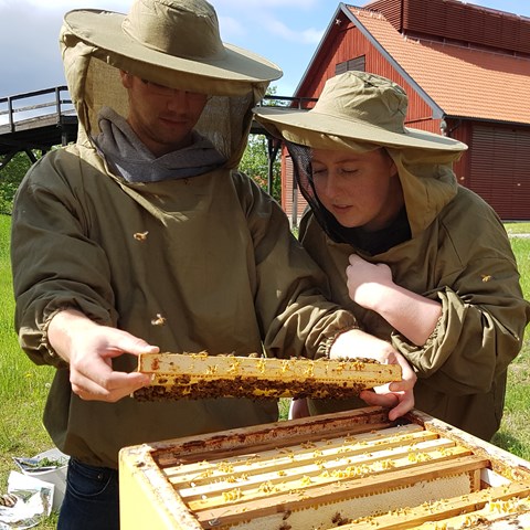 Do you want to learn more about bees, apiculture and pollination? |  Externwebben