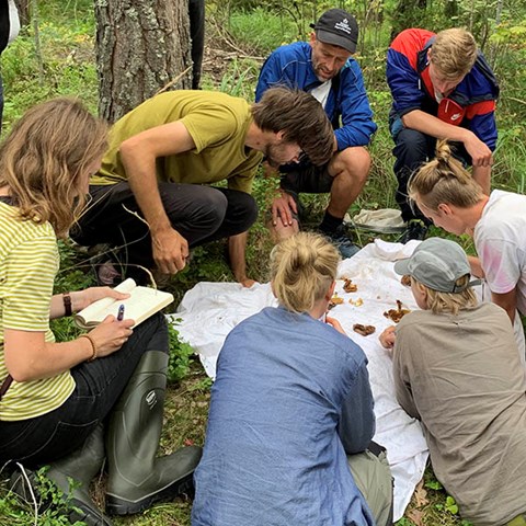 En grupp studenter letar insekter i svampar.