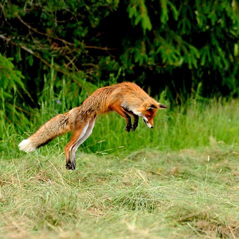 Hunting fox