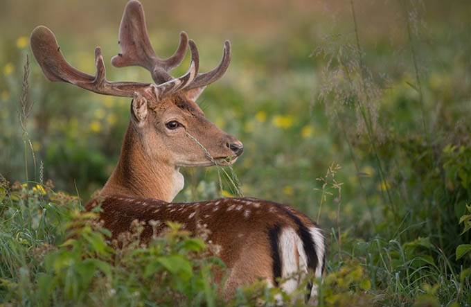 A fallow deer looking straight into your eyes.