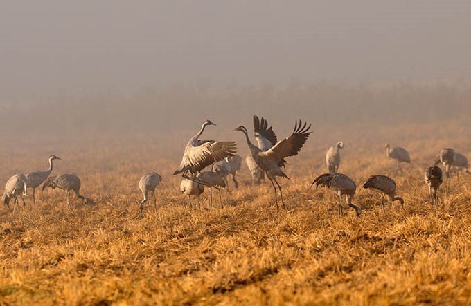 Cranes in the morning light.