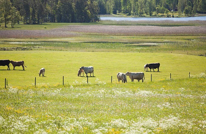 Betande nötboskap i en hage.