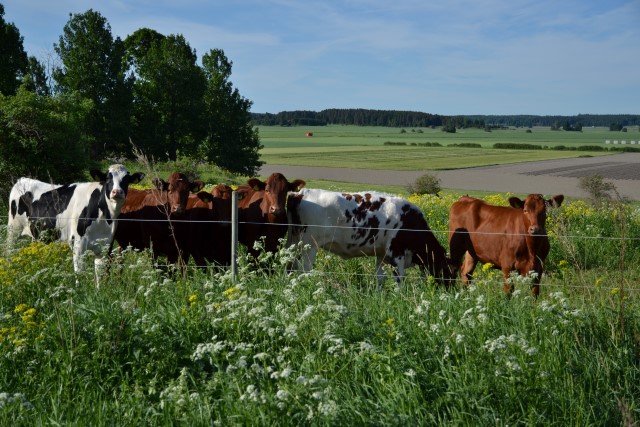 Cows on a field