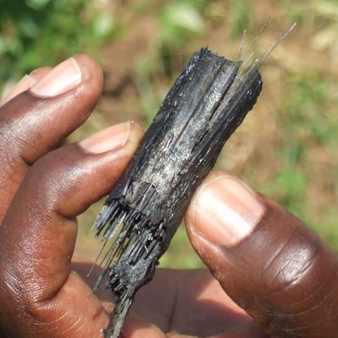A hand shows a charred cornstalk.