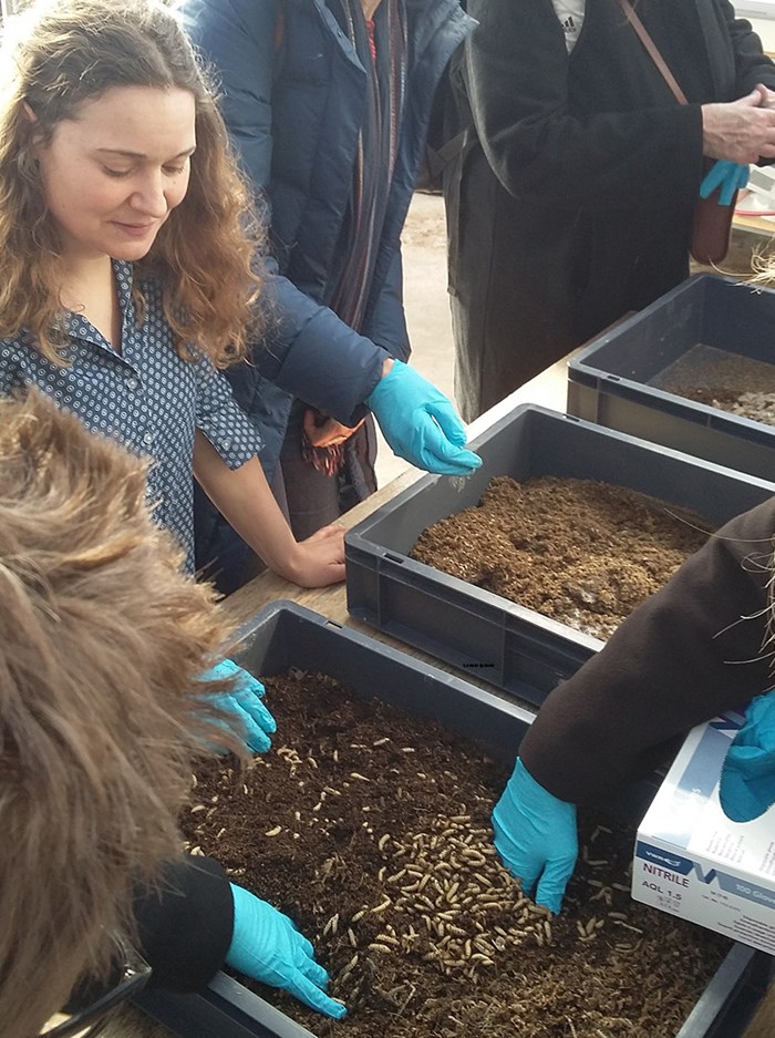 Demonstration of fly larvae composting during the field visit at the black soldier fly facility