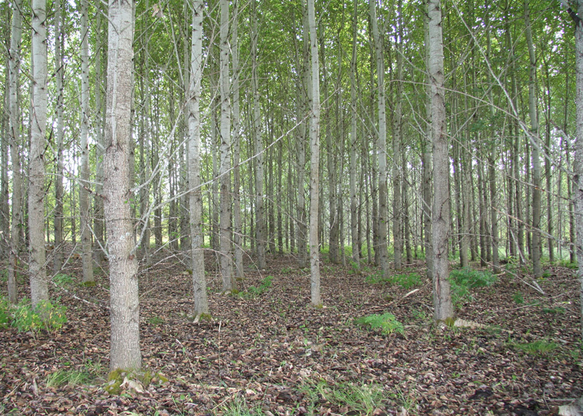 Picture - hybrid poplar plantation