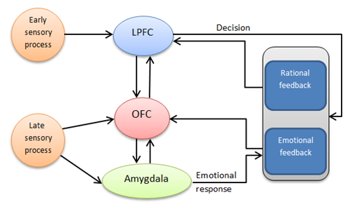 Cognitive spatio-temporal model of social decision making 