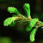 Spruce sprouting
