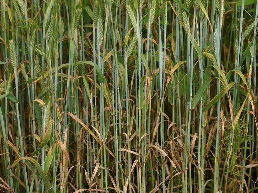 Barley infected with Net Blotch