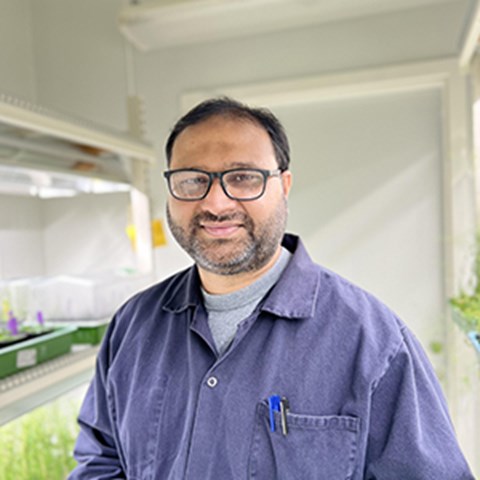 Portrait of Muhammad Shahzad Anjam n an Arabidopsis growth room at Umeå Plant Science Centre