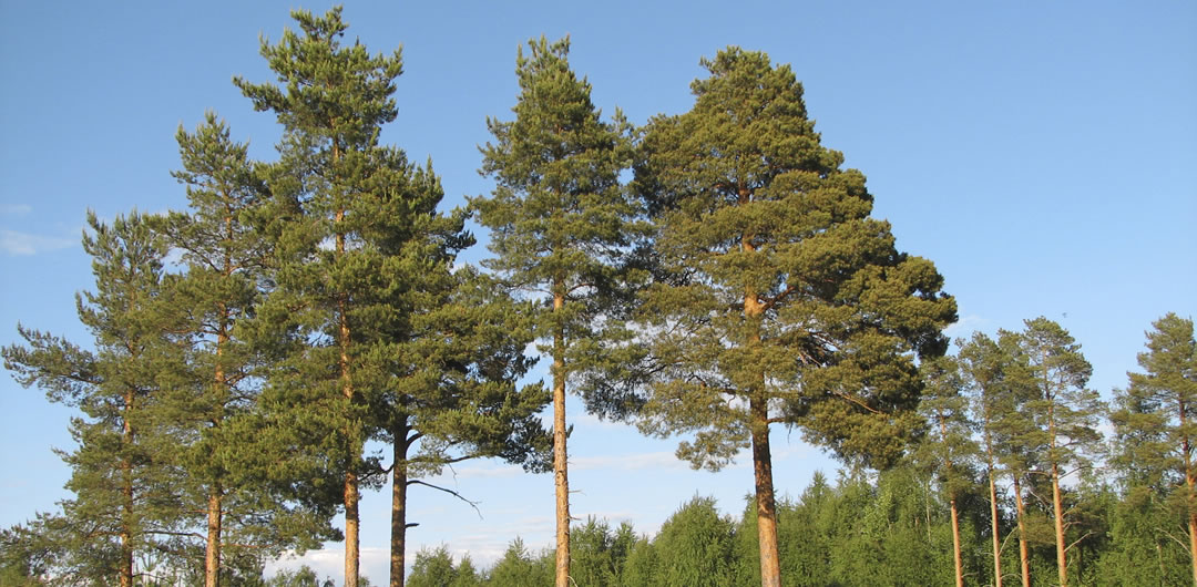 Several pine trees