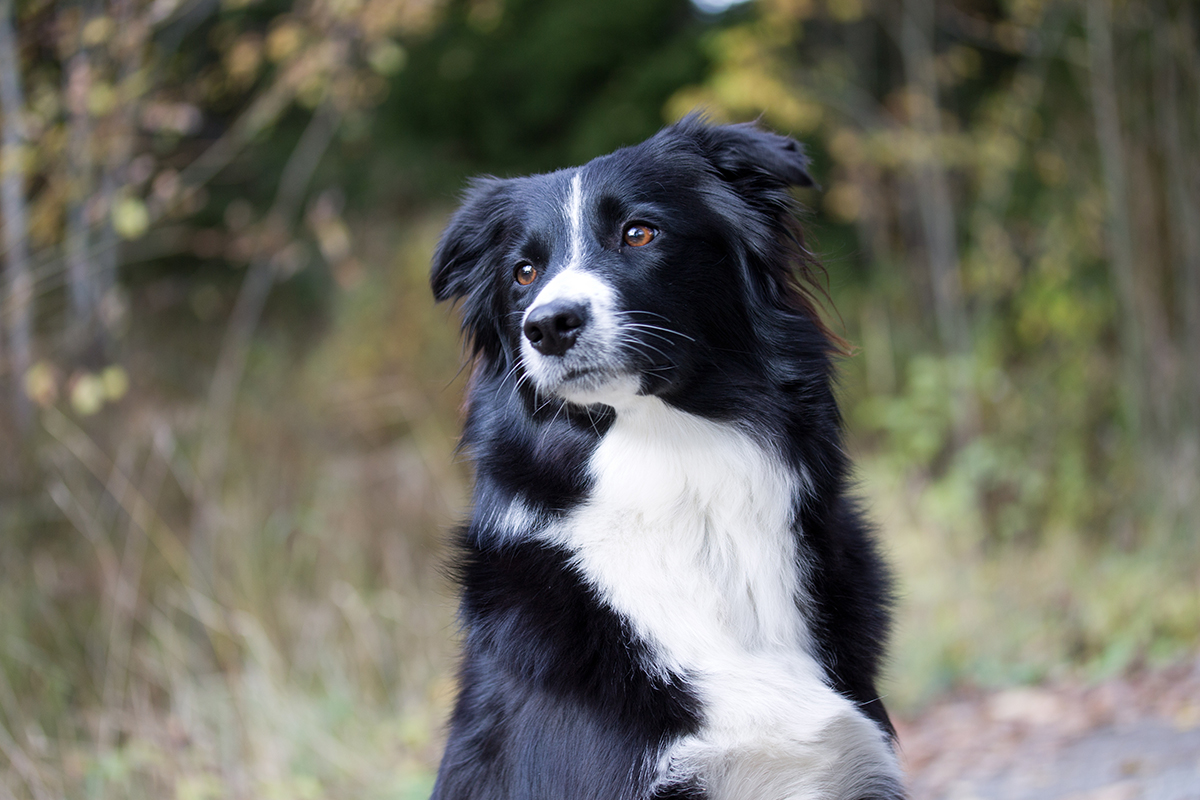border-collie