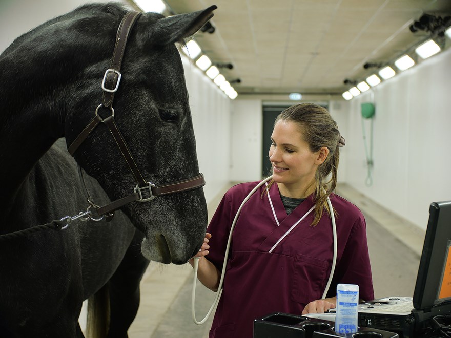 Ellen-Law-genomför-ultraljud-för-häst-på-uds-veterinärklinik