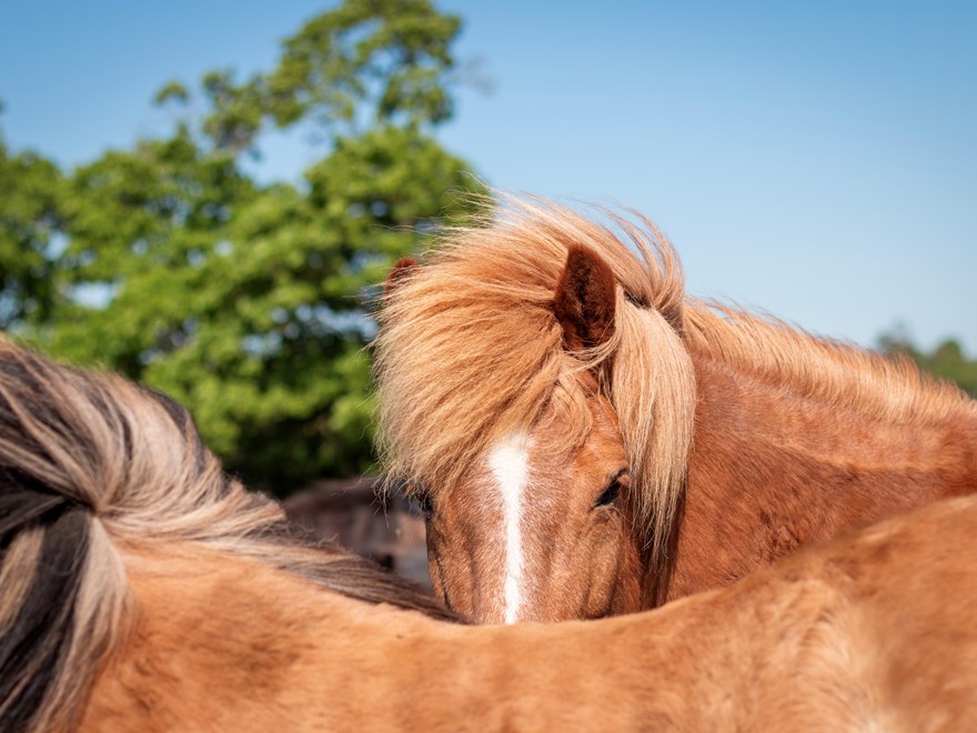horses-in-field