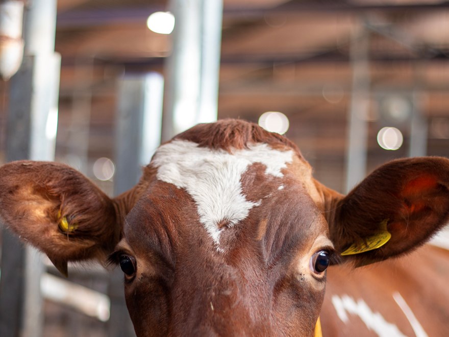 cow