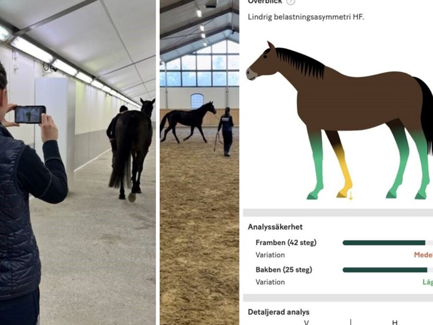 Kollage-med-bilder-av-häst-vid-klinik-och-mobilapp