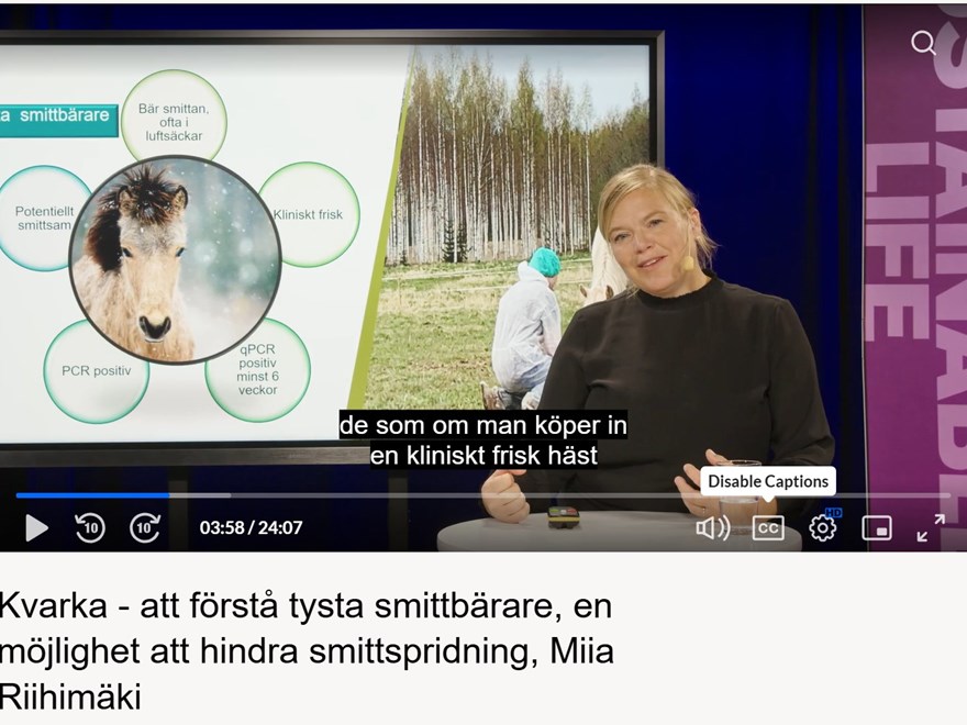hippocampus-miia-riihimäki-kvarka