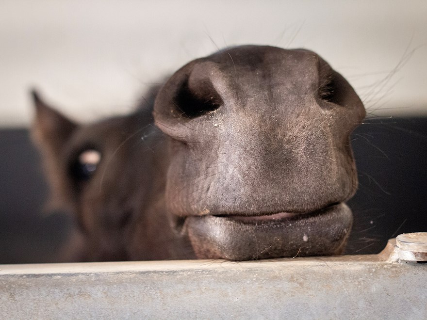 shetlandsponny-mule