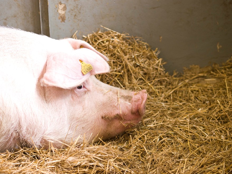 pig