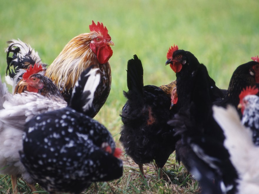 hens