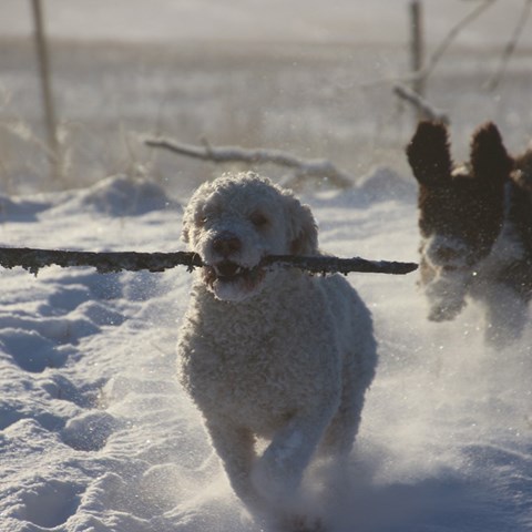 hundar-springer-i-snö