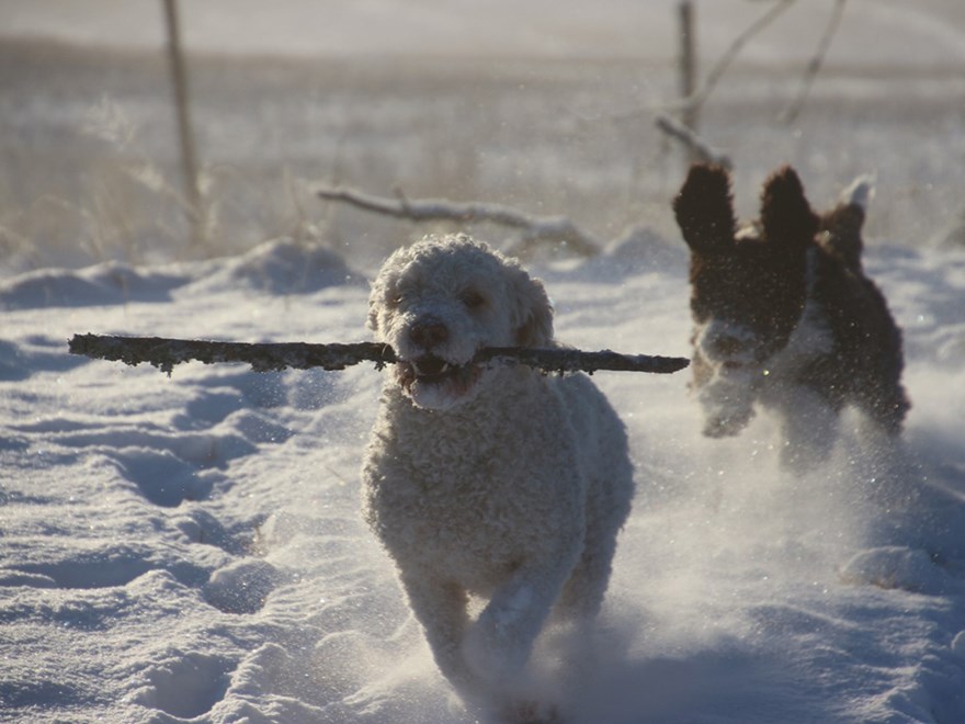 hundar-springer-i-snö