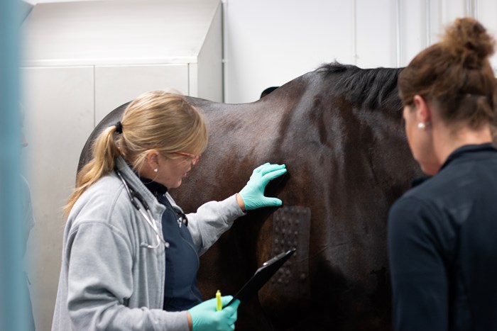 miia-riihimäki-veterinär-och-docent-häst-vid-slu-och-uds