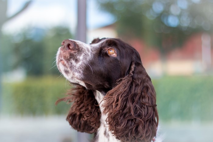 hund-för-doktorand-emma-thilen-vid-slu