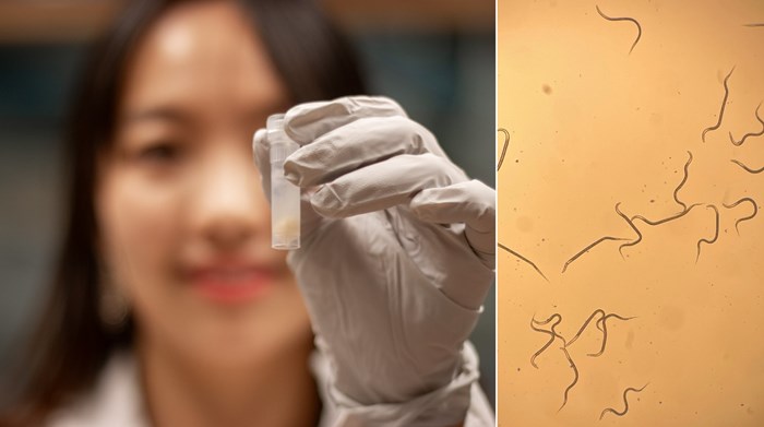 doktorand-nanxing-liu-vid-slu-inom-resistens-mot-parasiter