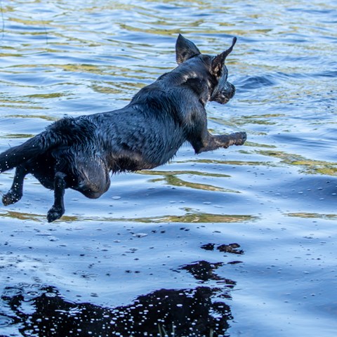 hund-hoppar-i-vatten