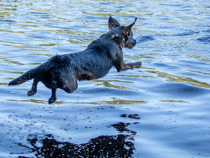 hund-hoppar-i-vatten