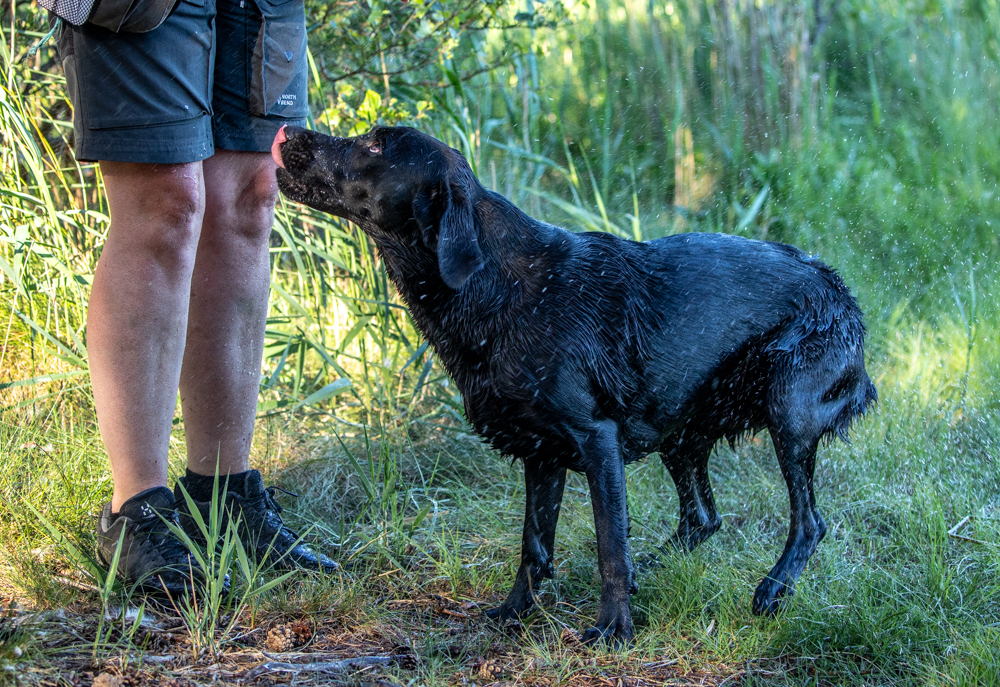 hund-av-rasen-labrador