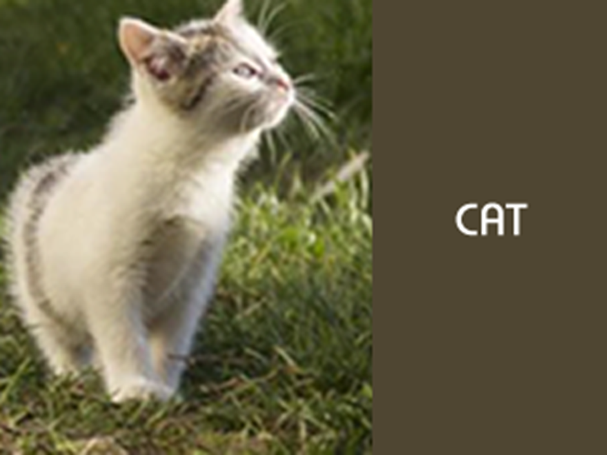 katt