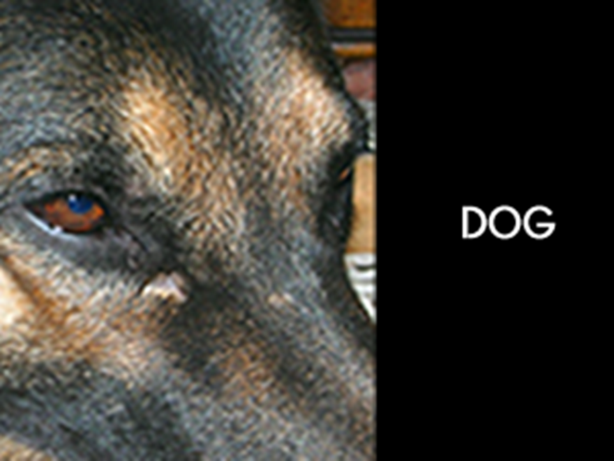hund